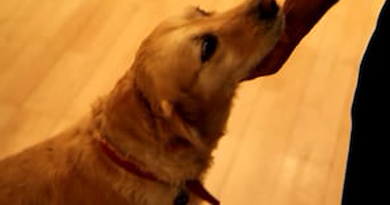 anniversary dogs funny wedding videos Video - 37486337