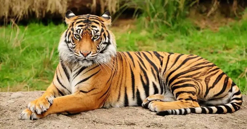 Explanation of the wild cat species in India | Thumbnail includes one picture of a bengal tiger