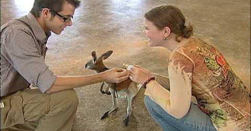 baby kangaroo proposal sweet Video - 41584129