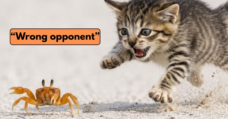 Cats beach animals beach cat kitten crab curious animals tiny kitten curious kitten wholesome animals cat behavior viral animals Cats cute kittens funny animals - 42120711