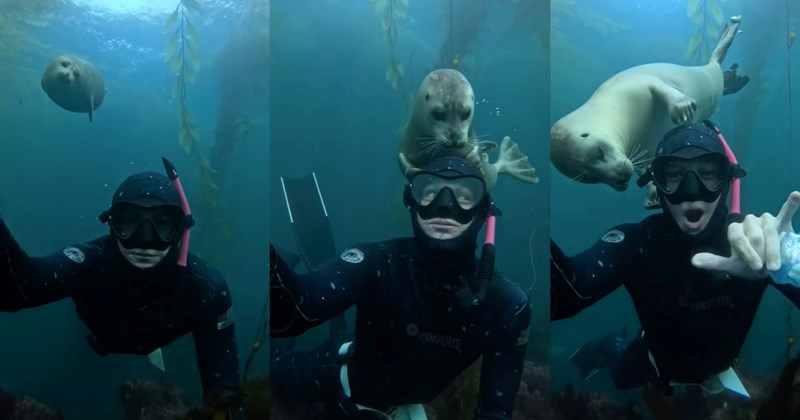 seal seals diver cute adorable viral video