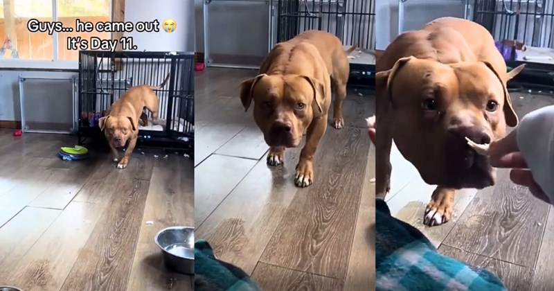 dog rescue wholesome video viral