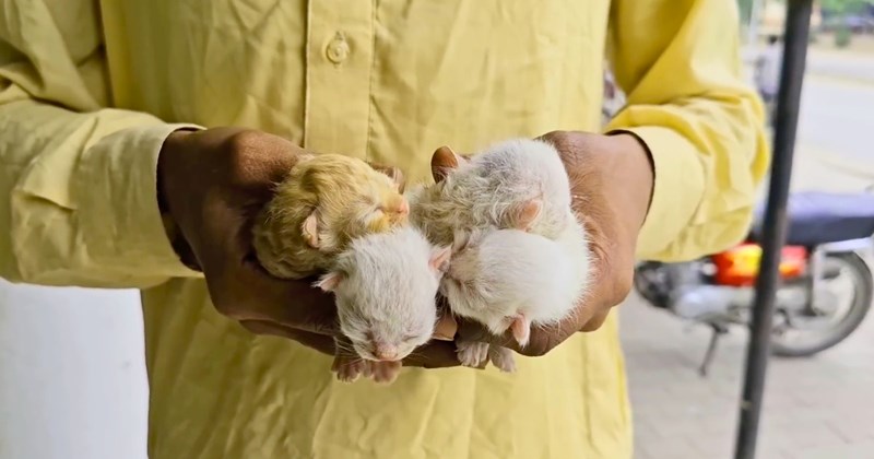Video of a man rescuing a mother cat and her four kittens from the street | Thumbnail includes on picture of a man holding 4 tiny kittens