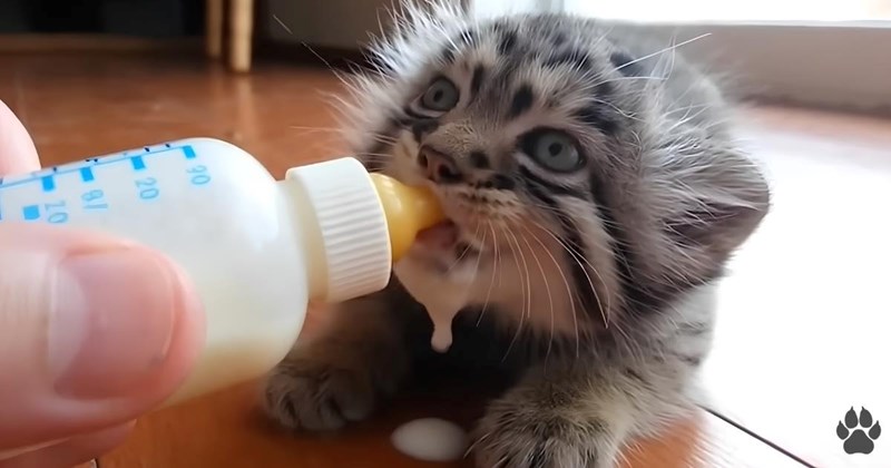 Video of a man rescuing a kitten and realizing it's a wild Pallas' cat | Thumbnail includes one pallas' kitten drinking milk from a baby bottle