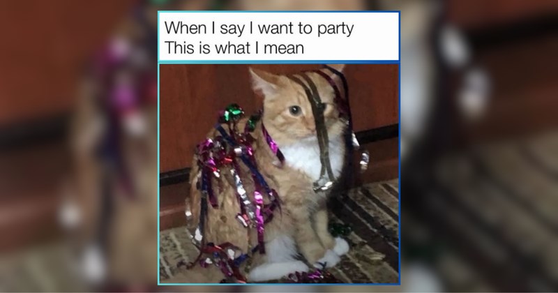 A Kitten Party of Cat Memes to Keep the Post–New Year’s Chaos Going