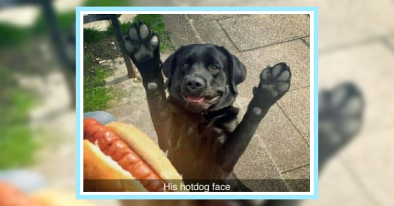 23 Wholesome Dog Memes Double Dose Dog Lover’s Dopamine | thumbnail includes one image which shows a black dog looking excited paws in the air looking at a hot dog ‘His hotdog face’