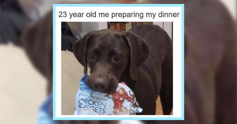 24 Sweet Pupper Packed Memes Daily Dose Doggo Delight | thumbnail includes one image which shows a dark brown dog holding a bag of chicken nuggets in its mouth ‘23 year old me preparing my dinner’