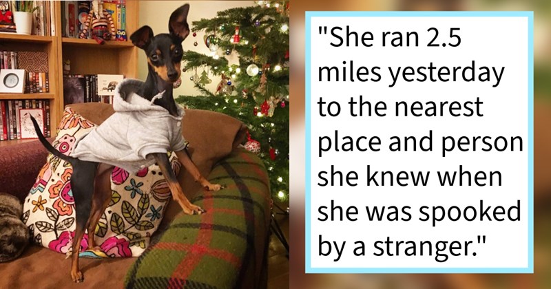 Dog escapes home after getting spooked by unfamiliar hooman, runs 45 mins favorite park meet usual dog walker who alerted dog mom, pawrent says: ‘ thought for sure Billie had been hit by car she’d ran down road.’ | thumbnail includes one image which shows a small dark brown dog wearing a light gray sweater standing on a couch armrest ‘“She ran 2.5 miles yesterday to the nearest place and person she knew when she was spooked by a stranger.”’