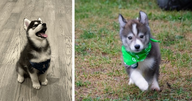 26 Heartwarming Husky Puppy Pics Cozy Up When Weather Get Cold | thumbnail includes two images  one image shows a small black and white husky puppy sitting on the floor mouth open, the other image shows a small black and white husky puppy running wearing a green neckerchief