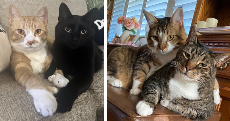 27 Heart-Melting Photos Cats Cuddling Pawrents Spicy Cats Can’t Touch  | thumbnail includes two images one image shows a ginger and white cat with thumbs and a black cat lying against each other cuddling, the other image shows two tabby cats one lying atop the other on a desk