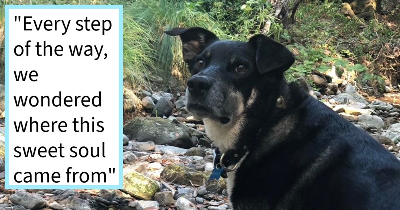 Dog found chasing cars roadside Salt Lake City saved adopted by couple who opened car door let dog jump in, resulting happy ever after family full love, dog dad says: ‘He was well trained, we figured someone was looking for him’ | thumbnail includes one image which shows a black and cream dog looking over its shoulder in a rocky path ‘“Every step of the way, we wondered where this sweet soul came from”’