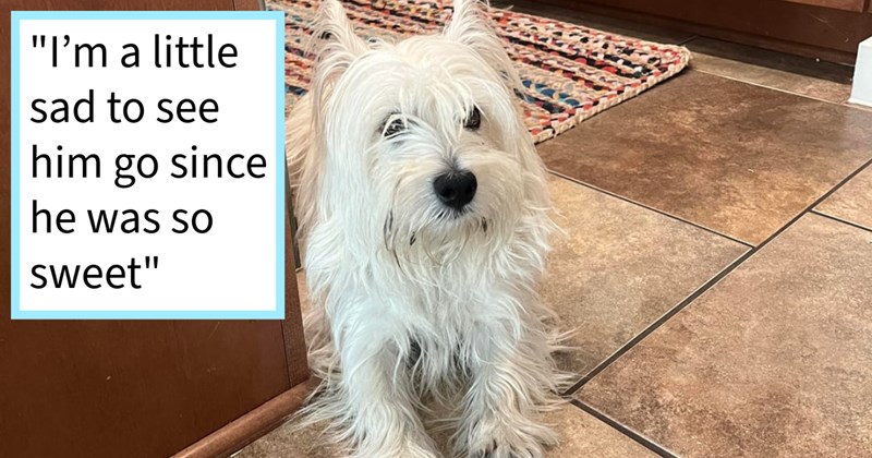 Texas dog found by neighbor alone parking lot no chip after escaping doggy day care, gets reunited pawrent, rescuer says: ‘I’m little sad see him go since he was so sweet’ | thumbnail includes one image which shows a white fluffy dog lying on a floor ‘“I’m a little sad to see him go since he was so sweet”’