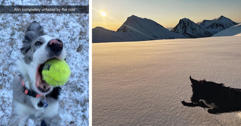 28 Silly Pics Bouncing Border Collies Playing Winter Wonderland | thumbnail includes two images one image shows a white and gray border collie jumping to catch a ball in its mouth ‘Ahri completely unfazed by the cold’, the other image shows a black border collie leaping into fresh snow against mountains in the background