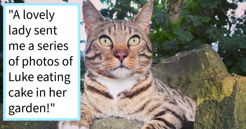 Outdoor cat disoriented snowstorm gets lost 24 days, until family finds him 3 miles away home, using treats cake they keep him until his family arrived tearful reunion, pawrent says: ‘So happy have him home.’ | thumbnail includes one image which shows a tabby cat lying on a stone looking surprised ‘“A lovely lady sent me a series of photos of Luke eating cake in her garden!”’