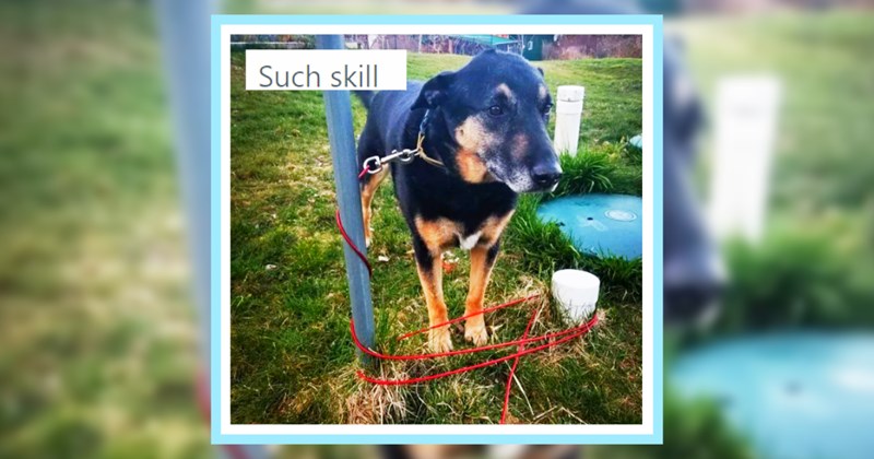 22 Dopey Dog Posts Pawrents Cognitively Challenged Canines | thumbnail includes one image which shows a black and brown dog with its leash wrapped several times around two poles ‘Such skill’