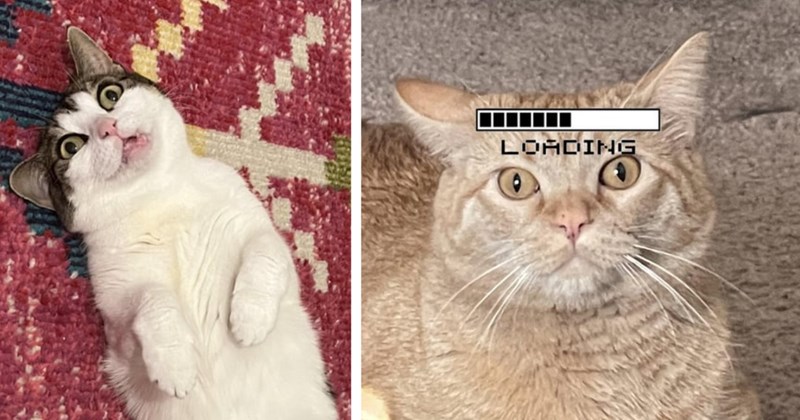 24 Hissterical Pics Clueless Cats Running Zero Brain Cells | thumbnail includes two images one image shows a cat lying on its back mouth slightly agape at an angle eyes wide open, the other image shows an orange cat staring blankly into middle distance ‘LOADING’