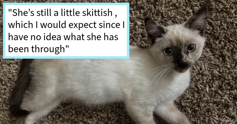 Cat lover saves abandoned frightened kitten dumped her property scorching heatwave, giving  furever home full love cuddles, cat mom says: ‘Luna already seems like whole new kitty only been few days since we met.’ | thumbnail includes one image which shows a white and brown kitten lying on carpet ‘“she’s still a little skittish, which I would expect since I have no idea what she has been through”’