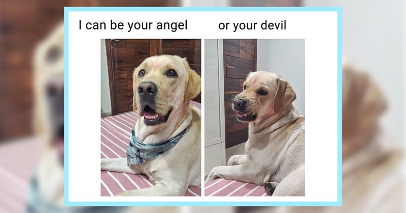 24 Uplifting Dog Memes Hoomans Down Dumps  | thumbnail includes one image which shows a dog lying on a bed looking surprised and another dog with its face scrunched up ‘I can be your angel or your devil’