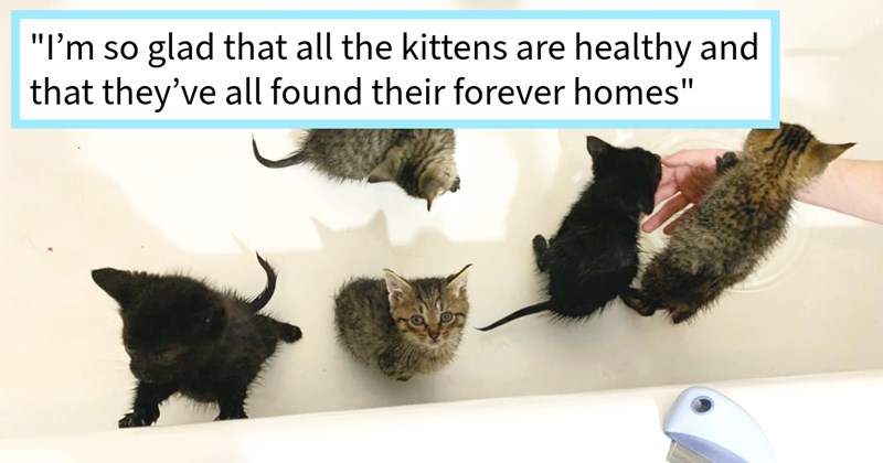 5 kittens found discarded trash without food water dumpster diver who saves them, bringing cats home clean, feed, cuddle find purrfect furever homes, rescuer says: ‘I’m very grateful that cat distribution system brought them me’ | thumbnail includes one image which shows two black kittens and three tabby kittens in a bathtub ‘“I’m so glad that all the kittens are healthy and that they’ve all found their forever homes”’