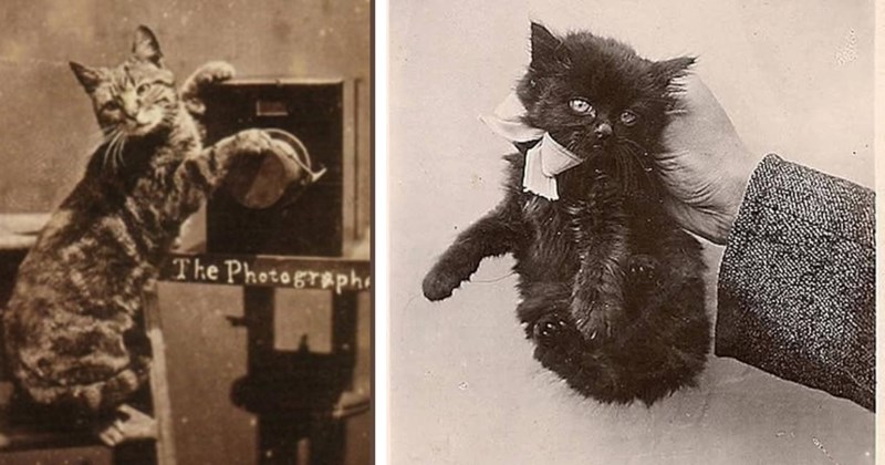 22 Vintage Photos Cats being Cute Through Ages | thumbnail includes two images one image shows a tabby cat with front paws on an old camera on a stand ‘The Photographer’, the other image shows a small black kitten being held up by the scruff of its neck wearing a light colored bow around its neck