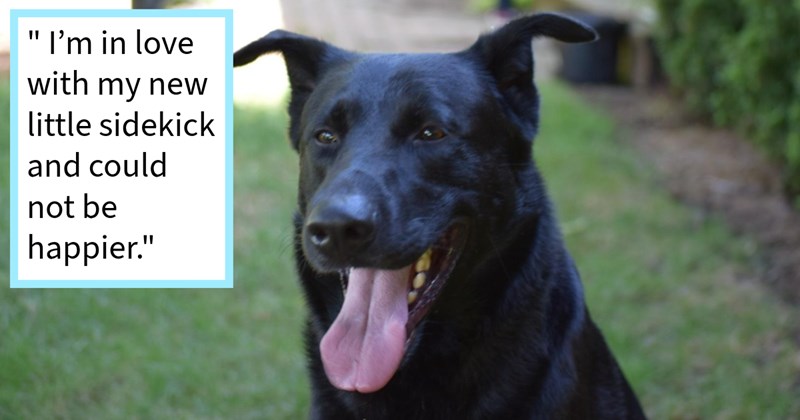 Family who fell scared escaped campsite dog heartbroken reunite dog pawrent after 3 weeks, 1 week later pawrent returns dog completing their happy furever family, mom says: ‘was reunited with my baby he’s been with us ever since.’ | thumbnail includes one image which shows a black dog smiling with mouth open sitting in grass ‘“I’m in love with my new little sidekick and could not be happier.”’