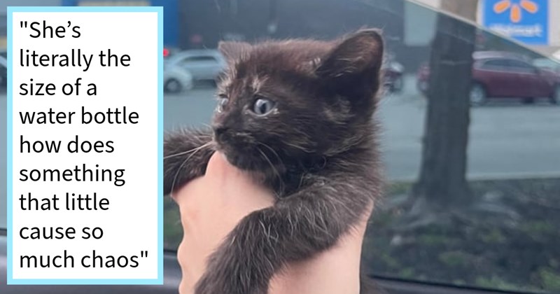 Cat Distribution System delivers couple their dream tortoiseshell kitten purrfect health Walmart parking lot, cat dad says: ‘We decided we are going name her Clover since she was found yesterday Friday 13th’ | thumbnail includes one image which shows a dark colored kitten with gray eyes held in hand parking lot in background ‘“She’s literally the size of a water bottle how does something that little cause so much chaos”’