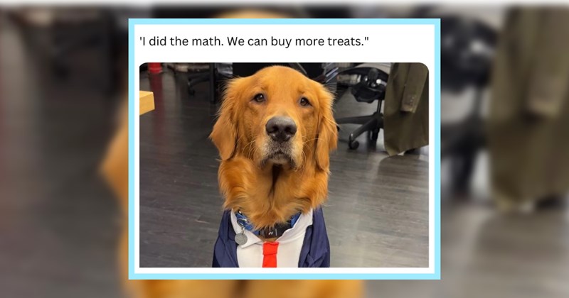 23 Howlarious Pawsts Pupper Interns Working Hard Hardly Working | thumbnail includes one image which shows a dog sitting on the floor wearing a shirt and tie in an office ‘I did the math. We can buy more treats.’
