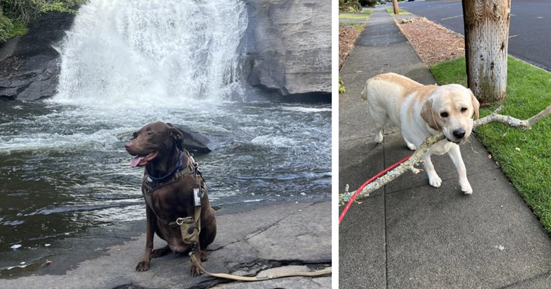26 POV Pupper Pics Walkies fur Dogless Lovers | thumbnail includes two images one image shows a black dog sitting on the edge of a pool with waterfall behind wearing harness and leash, the other image shows a white dog walking on path with big white stick in mouth wearing leash