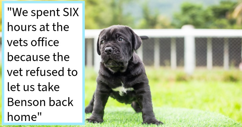 Puppy abandoned during playdate runaway pawrent, resulting host family foster fail that turned heartwarming adoption playful mastiff, new dog mom says: ‘Benson, first pup who ALL about my fiancé.’ | thumbnail includes one image which shows a black and white mastiff puppy standing on astroturf ‘“We spent SIX hours at the vets office because the vet refused to let us take Benson back home”’