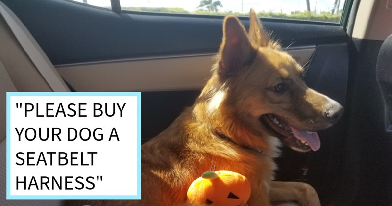 Dog who jumped out moving car window 60mph Georgia interstate found after 12+ hours searching hanging out house next lake, mom says: ‘Overall think this best possible end one of worst possible vacations.’ | thumbnail includes one image which shows a german shepherd sitting in the back seat of a cat next to pumpkin toy ‘“PLEASE BUY YOUR DOG A SEATBELT HARNESS”’