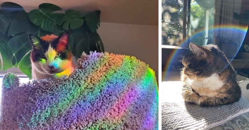 20 Meowjestic Rainbow Cats Pics Purrfect fur Magical Monday | thumbnail includes two images  one image shows a white and black cat in a cat tree colored with rainbow glow colors, the other image shows a tabby cat loafing on the floor with a rainbow halo