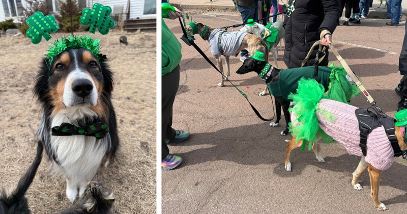 20 Awwdorable Pics Pageant Puppers Last St Patrick’s Day | thumbnail includes two images one image shows a black brown and white dog sitting on hay wearing st patrick’s day themed headband with clovers on it, the other image shows four dogs dressed in st patrick’s day costumes on leashes