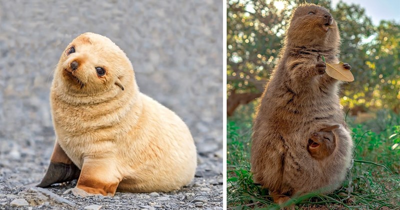 cutest baby animals | thumbnail includes two pictures including a white baby seal and a happy quokka with a baby quokka in her pouch 