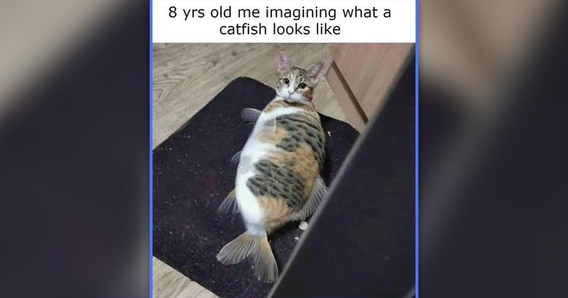 funny cat memes | thumbnail includes one meme of a picture of a cat and a fish melded together '8 yrs old me imagining what a catfish looks like'