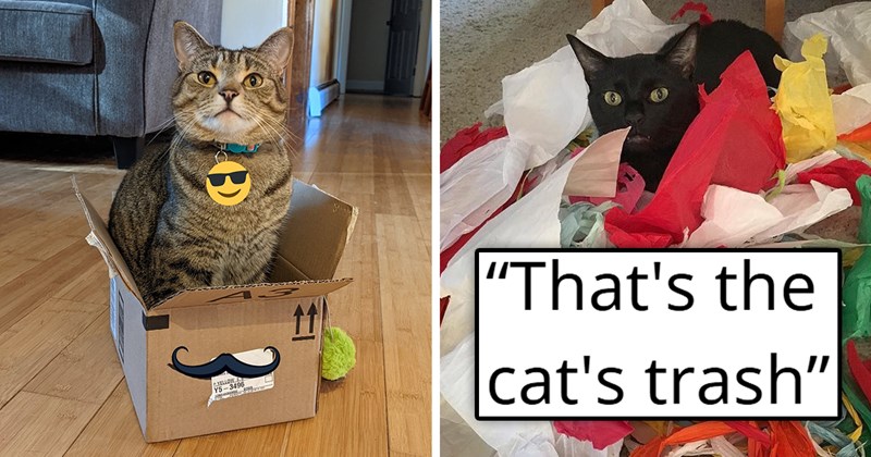 thread about cats and the pieces of trash that their owners keep for them | thumbnail includes a picture of a cat in a box and a picture of a cat surrounded by colorful tissues ''That's the cat's trash 