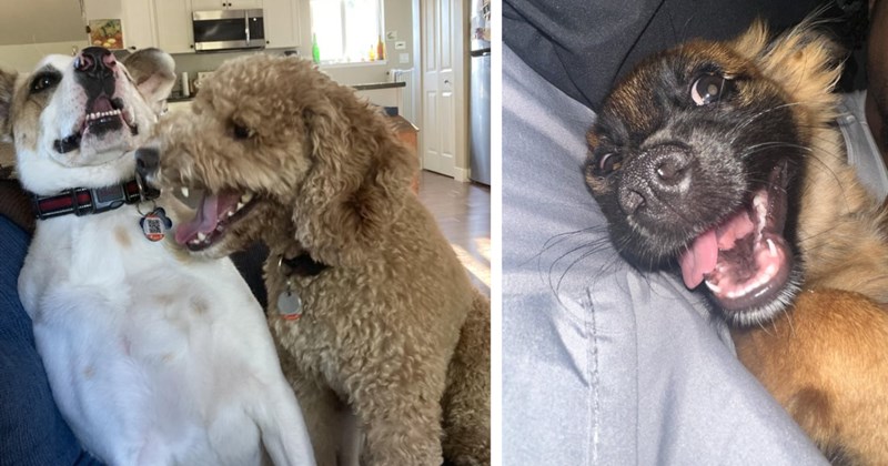 22 Goofy Goober Pics Good Ole Pupper Pick-Me-Up | thumbnail includes two images one image shows a brown dog snarling at a white dog looking scared on a couch, the other image shows a brown dog lying on its side smiling with tongue in strange position 