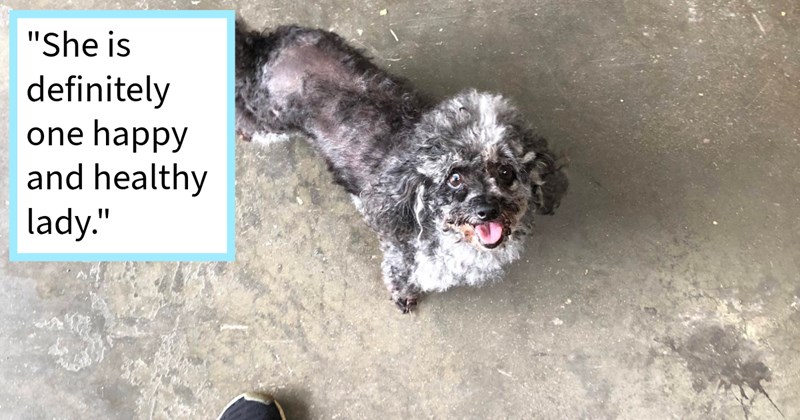 Stolen miniature poodle found dumped park dog pawrent who  rescued adopted pupper fur family 2 canine siblings, dog dad says: ‘She has been an absolute joy for our family’ | thumbnail includes one image which shows a miniature poodle with black and white fur looking up ‘“She is definitely one happy and healthy lady. “‘