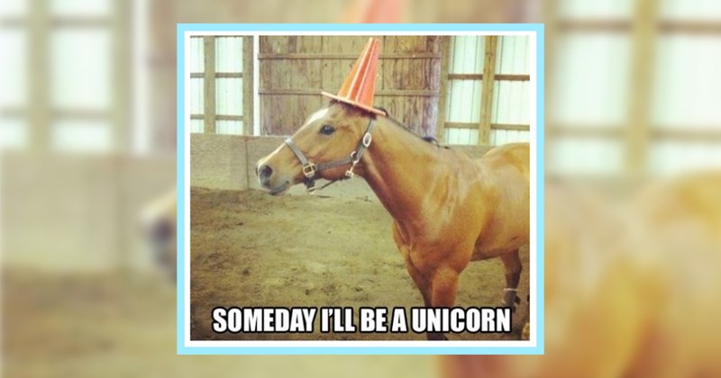 24 Seriously Silly Animal Memes Self-Proclaimed Silly Billies | thumbnail includes one image which shows a brown horse in a stable wearing an orange cone on its head ‘SOMEDAY I’LL BE A UNICORN’