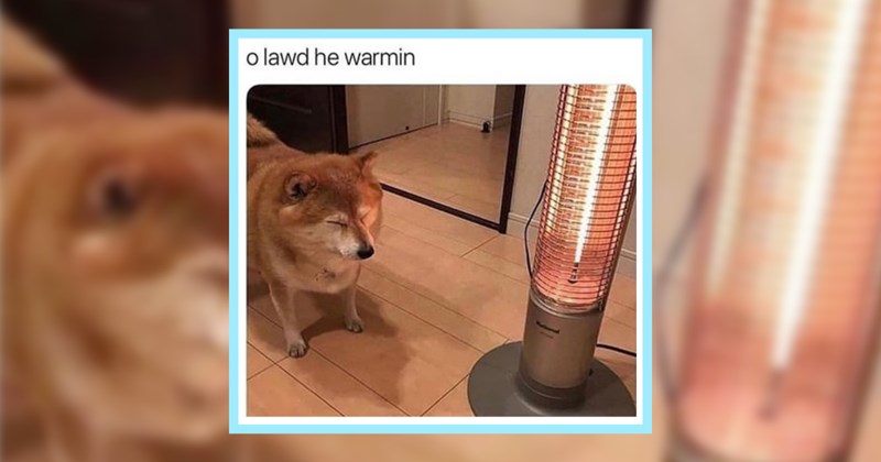 A Heartwarming Dose 24 Cute and Cozy Animal Memes | thumbnail includes one image which shows a shiba inu dog standing next to a heat lamp ‘o lawd he warmin’