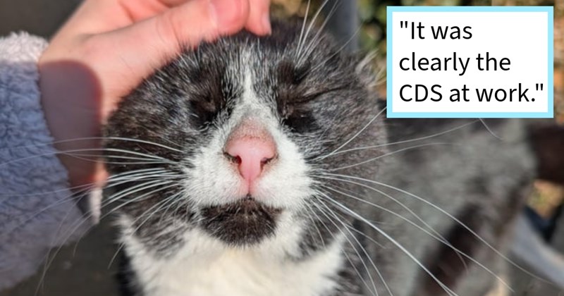 CDS dumpster cat claims cat lover’s apartment her home after multiple visits, pets food convinced stray, cat mom says: ‘She acted right at home--alternating between rubbing herself all over my things coming back make biscuits lap’ | thumbnail includes one image which shows a black and white cat with eyes closed being stroked on its head ‘“It was clearly the CDS at work.”’