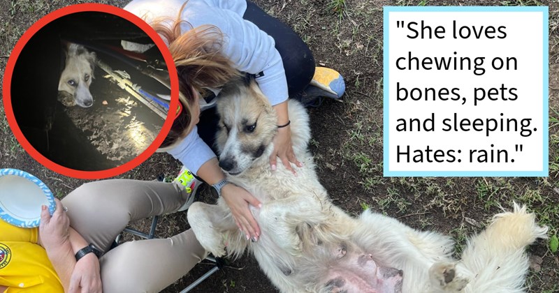 Stray dog mom found hiding under house puppies rescued after months local family who gave her furever home canine sibling, dog pawrent: ‘Bertha’s story wild one, we’re hoping we can give her best life we can.’  | thumbnail includes two images one image shows a white dog’s head hiding under a house, the other image shows a white dog on its back getting pets ‘“She loves chewing on bones, pets and sleeping. Hates: rain.”’