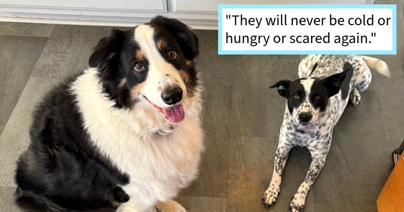 ‘ cattle dog was literally DODGING cars shepherd was on shoulder without care world, eating trash.’: Woman’s family farewell tour old pupper turns into rescue mission resulting two dogs saved fostered from roadside | thumbnail includes one image which shows an australian shepherd sitting next to an australian cattle dog lying down ‘“They will never be cold or hungry or scared again.”’
