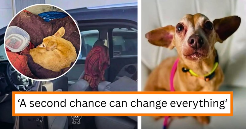 Story of a dog rescue in winter | Thumbnail includes two pictures of a elderly dachshund and one picture of text including '‘A second chance can change everything’'