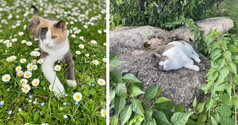 28 Heartwarming Pics Cute Cats Hanging Out Natural Habitat | thumbnail includes two images one image shows a calico cat lying down in a field of grass and daisies, the other image shows a tabby cat lying on a boulder surrounded by bushes