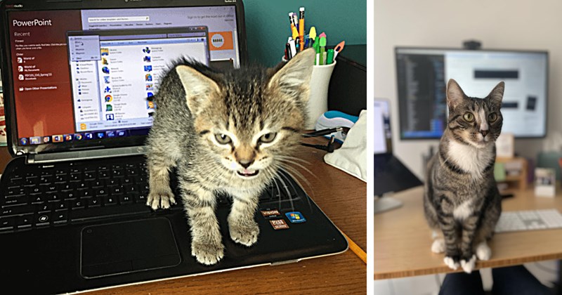 32 Photos Pawfessional Felines Keeping Pawrents Company While WFH | thumbnail includes two images one image shows a tabby kitten standing on a laptop snarling, the other image shows a tabby cat sitting on a desk with computer screen behind it
