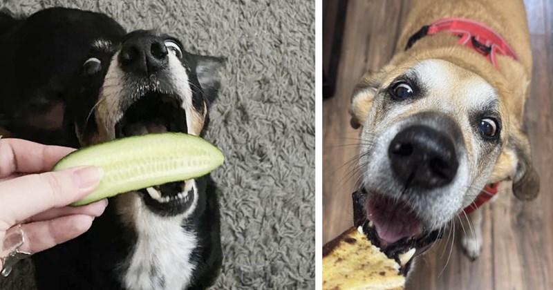 21 Hilarious Pics Hangry Hounds Hungry Hoomans Haven’t Had Lunch | thumbnail includes two images one image shows a black and brown dog mouth open about to eat a pickle, the other image shows a dog with focused eyes mouth open about to eat toast