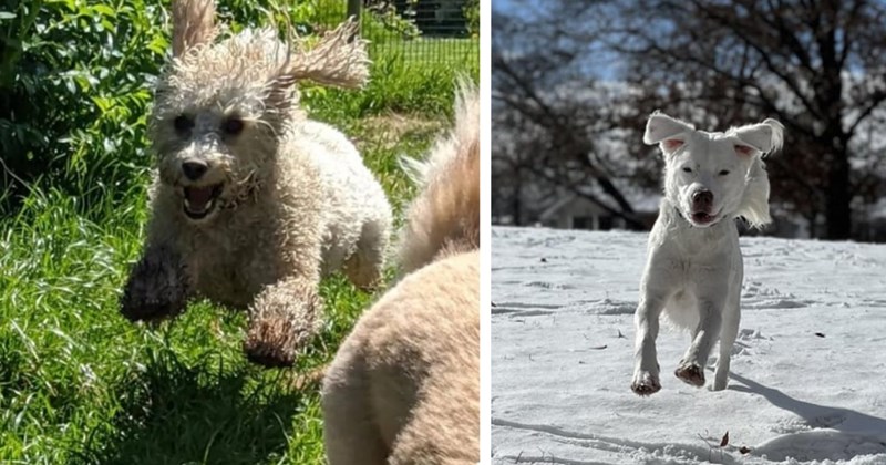27 Pawdorable Pics Dogs Running Like You Run Away Work  | thumbnail includes two images one image shows a white curly hair dog running through grass, the other image shows a white dog running through snow