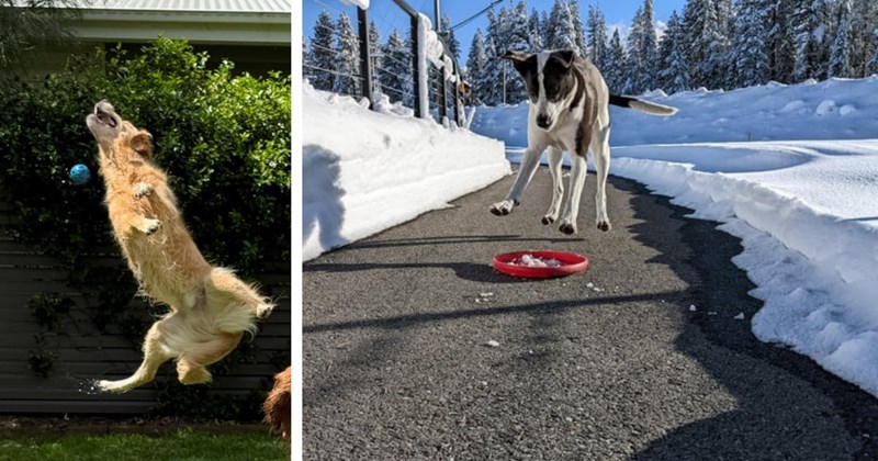 22 Howlarious Pics Flying Floofs Caught Mid Air | thumbnail includes two images one image shows a golden dog flying through the air having missed the ball, the other image shows a black and white dog jumping at the sight of snow