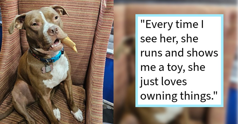 Pitbull who ran under truck rush hour traffic rescued man who saved her again when animal control tried put her sleep, resulting dog joining fur family with 2 canine siblings, dog dad says: ‘We are happy she's her forever home.’ | thumbnail includes one image which shows a brown and white pitbull sitting on chair chewing bone ‘“Everytime I see her, she runs and shows me a toy, she just loves owning things.”’