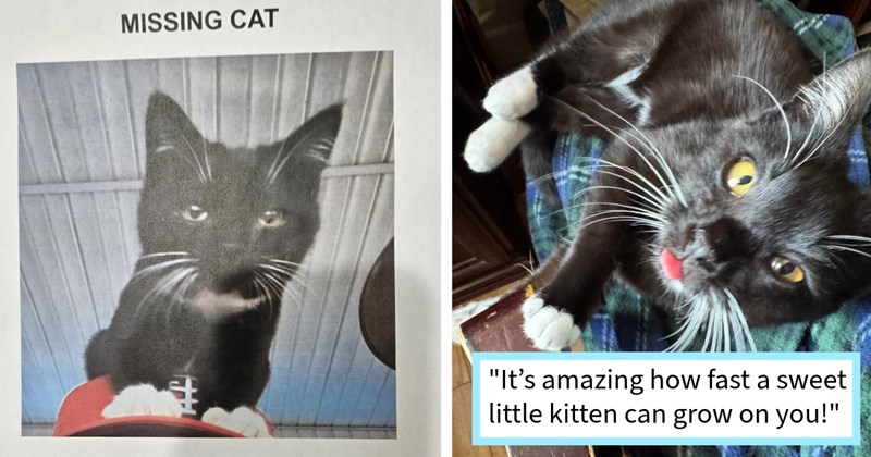UPDATE: Missing kitten who claimed hooman yelling climbing his leg reunited family after 48 hours foster care feline fur family, foster pawrent says: ‘I will miss this little stinker, glad he back home where belongs.’ | thumbnail includes two images one image shows a black and white cat standing over a baseball cap ‘MISSING CAT’, the other image shows a black and white cat lying on couch with tongue out ‘“It’s amazing how fast a sweet little kitten can grow on you!”’